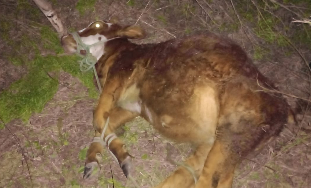 SAN COSME :  La Polic&iacute;a recuper&oacute; un animal vacuno que hab&iacute;a sido sustra&iacute;do