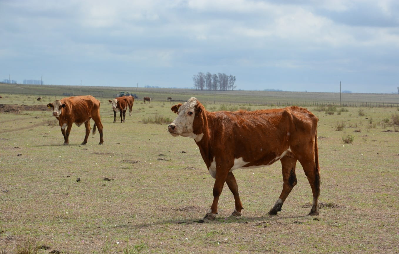 Emergencia Agropecuaria: m&aacute;s de 18 mil productores recibieron asistencia del gobierno