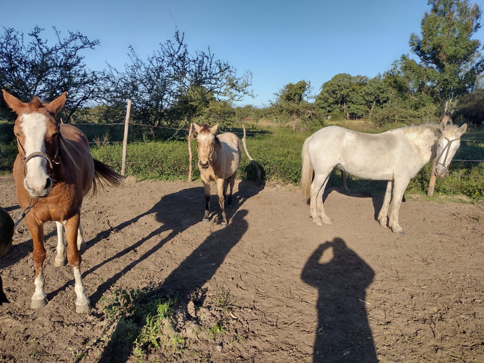 San Roque: Tres detenidos y animales recuperados en un procedimiento policial