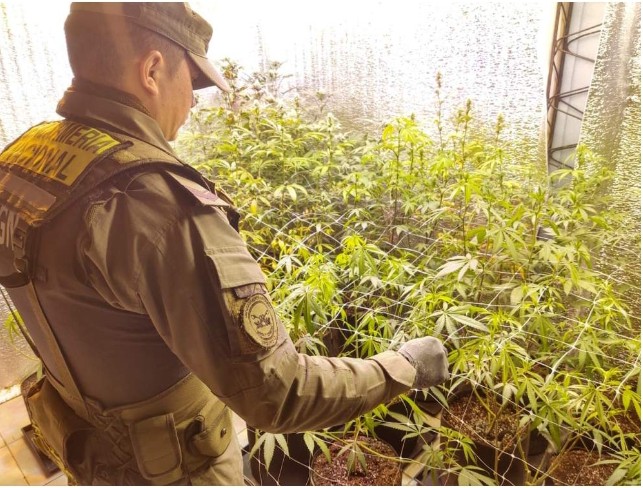 Corrientes :En varios allanamientos secuestraron plantines de marihuana 