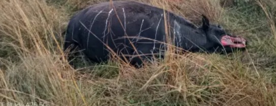 Goya : Apareci&oacute; un animal mutilado en pleno campo 