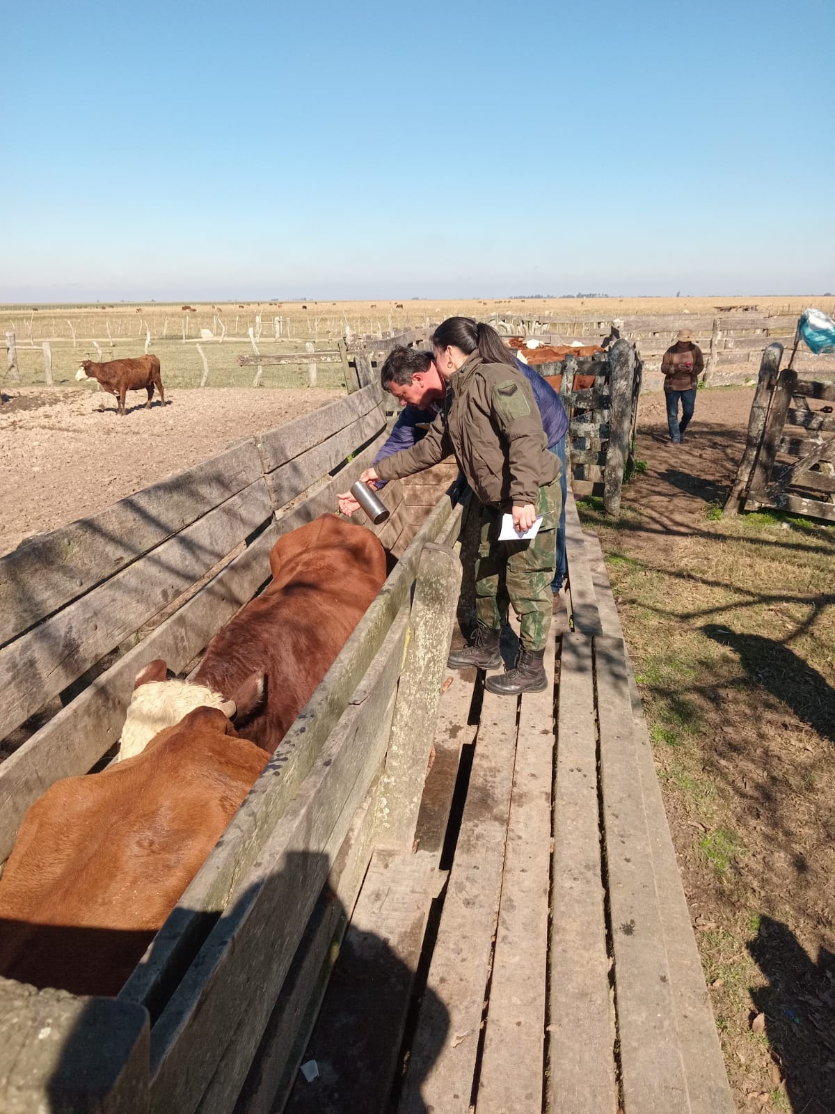 MERCEDES &ndash; LA CRUZ: La Polic&iacute;a recuper&oacute; 22 animales vacunos, tras seguir la l&iacute;nea investigativa de la camioneta &ldquo;doble fondo&rdquo;