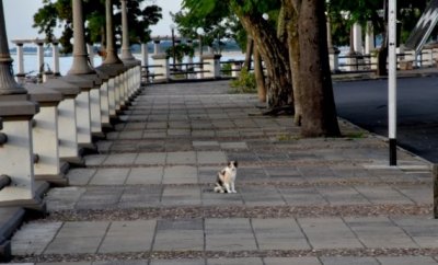 ES HOY : Se realizara una movida solidaria para recaudar alimentos para los gatos de la costanera 