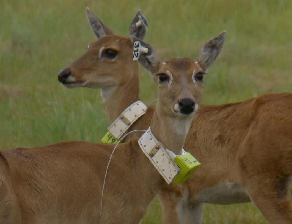 Colocaron radiocollares satelitales a tres venados de las pampas en el Iber&aacute;