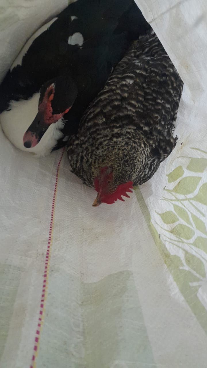 Robo un pato y una gallina y fue detenido 