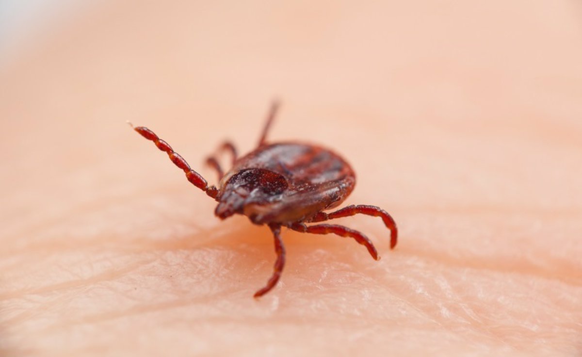 Estados Unidos: Detectan una bacteria que afecta a la carne 