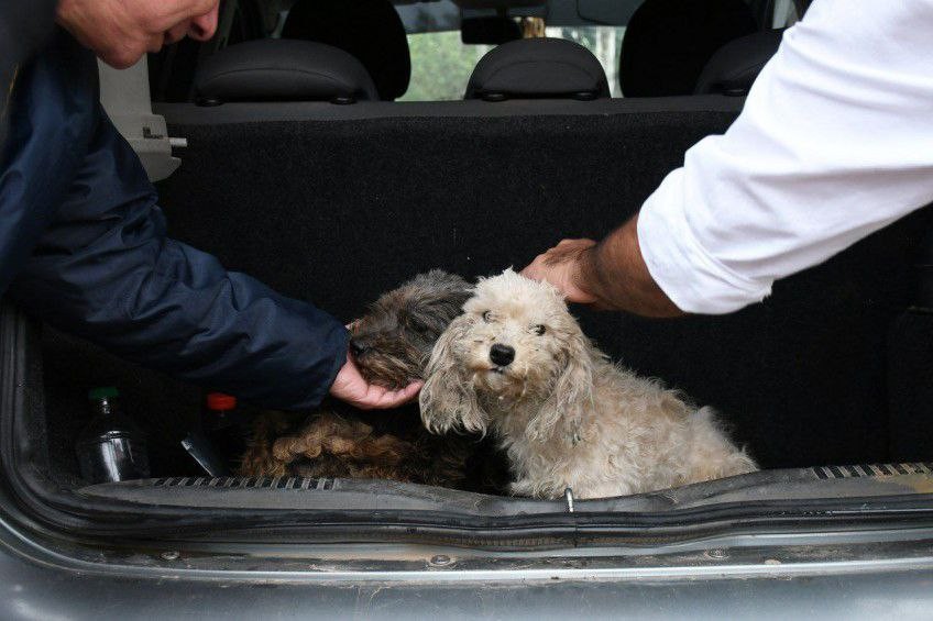 En lo que va del año, la Municipalidad intervino ante más de 220 denuncias por maltrato animal