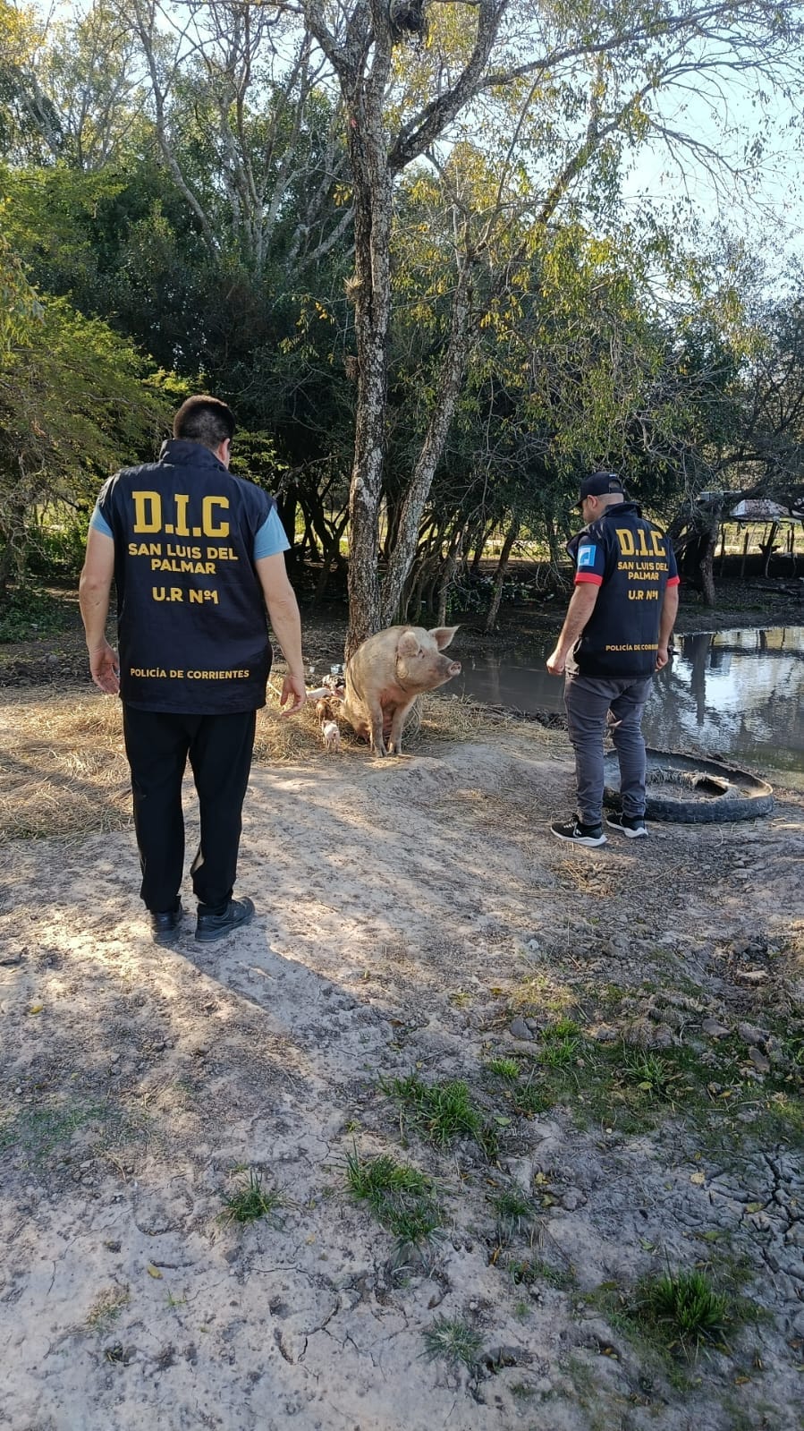 SAN LUIS DEL PALMAR: Tras un r&aacute;pido accionar, la Polic&iacute;a logr&oacute; recuperar una importante cantidad de animales porcinos que fueron denunciados como sustra&iacute;dos