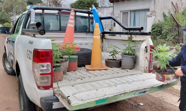 EMPEDRADO: La Polic&iacute;a diligenci&oacute; una orden de allanamiento y secuestr&oacute; doce plantines de marihuana