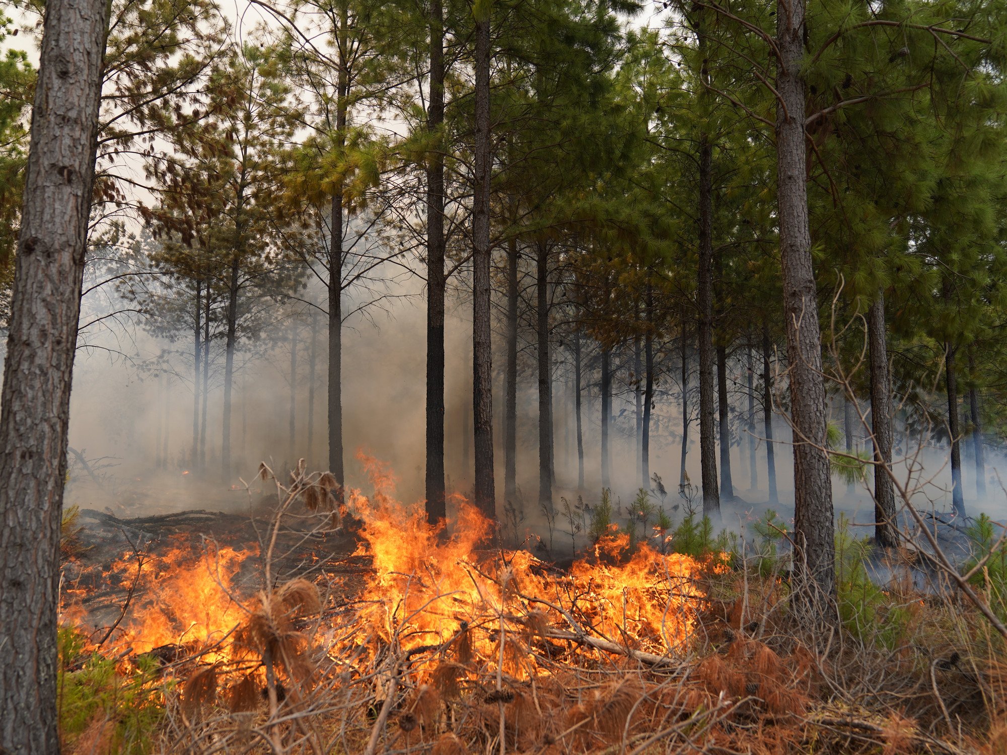 Corrientes es la provincia que m&aacute;s fue afectada por los incendios 