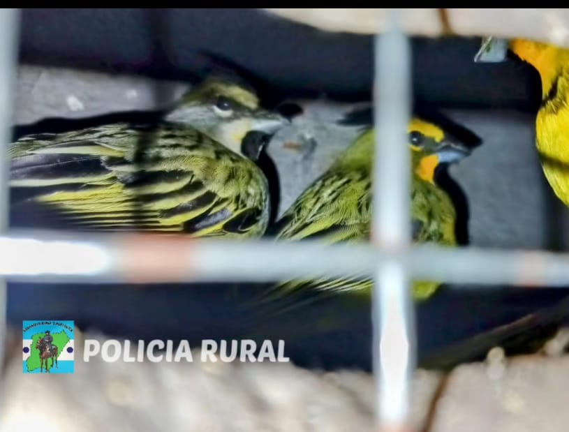 PRIAR MERCEDES :  *La Polic&iacute;a demor&oacute; a dos personas y secuestraron tres aves (cardenales) en peligros de extinci&oacute;n
