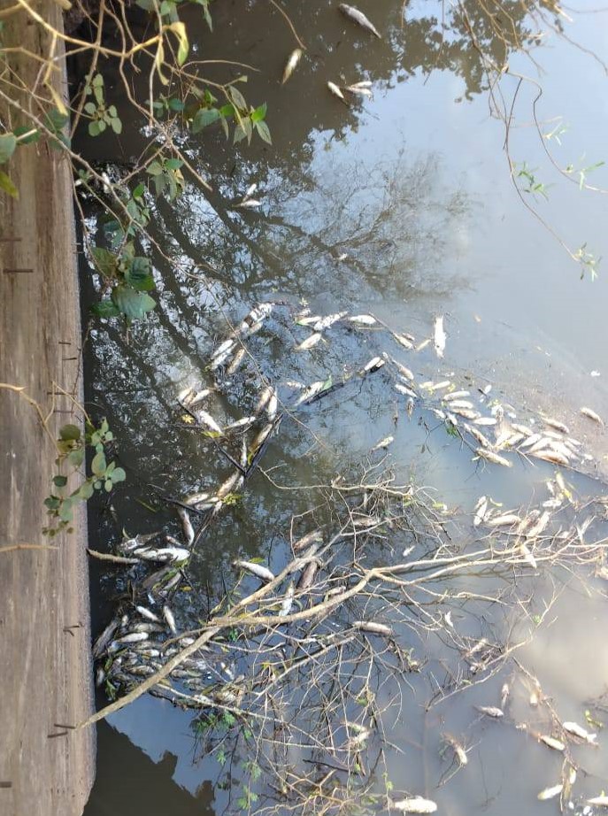 La Cruz: preocupaci&oacute;n por la aparici&oacute;n de peces muertos en arroyo