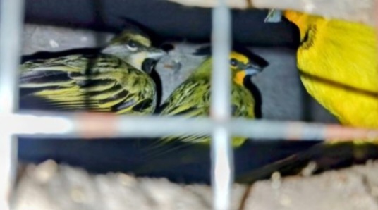 Dictan condena por caza furtiva a 14 d&iacute;as de iniciada la causa