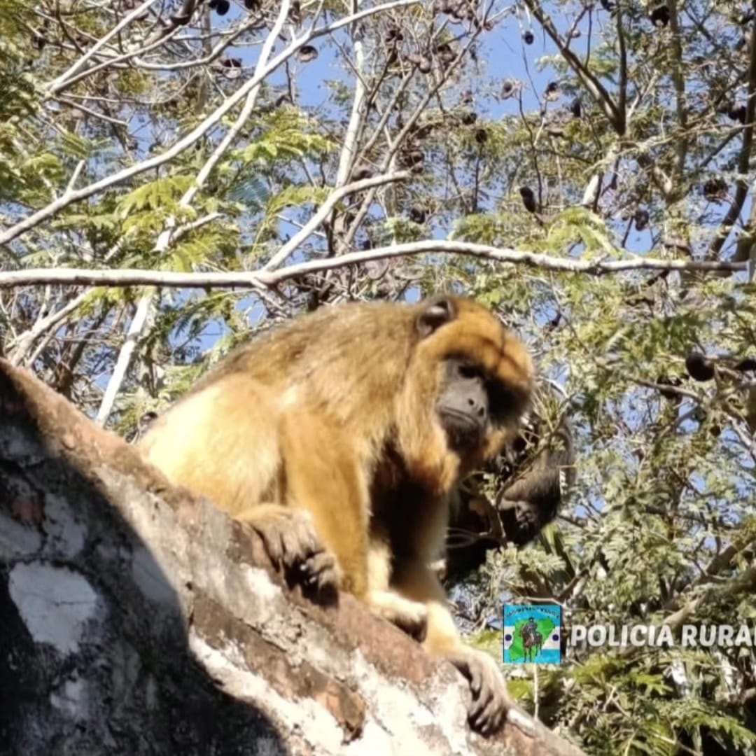 BARRIO DR MONTA&Ntilde;A: La Polic&iacute;a puso en resguardo a una familia de monos Caray&aacute; que habr&iacute;an sido v&iacute;ctimas de maltrato