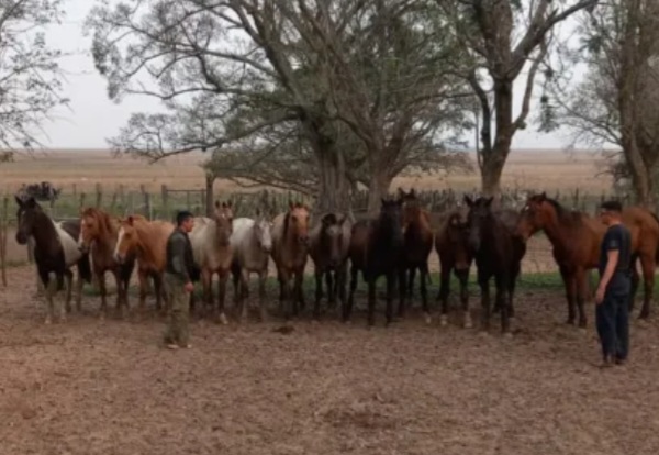 ALVEAR :  La Polic&iacute;a localiz&oacute; y recuper&oacute; 12 animales equinos que fueron  sustra&iacute;dos