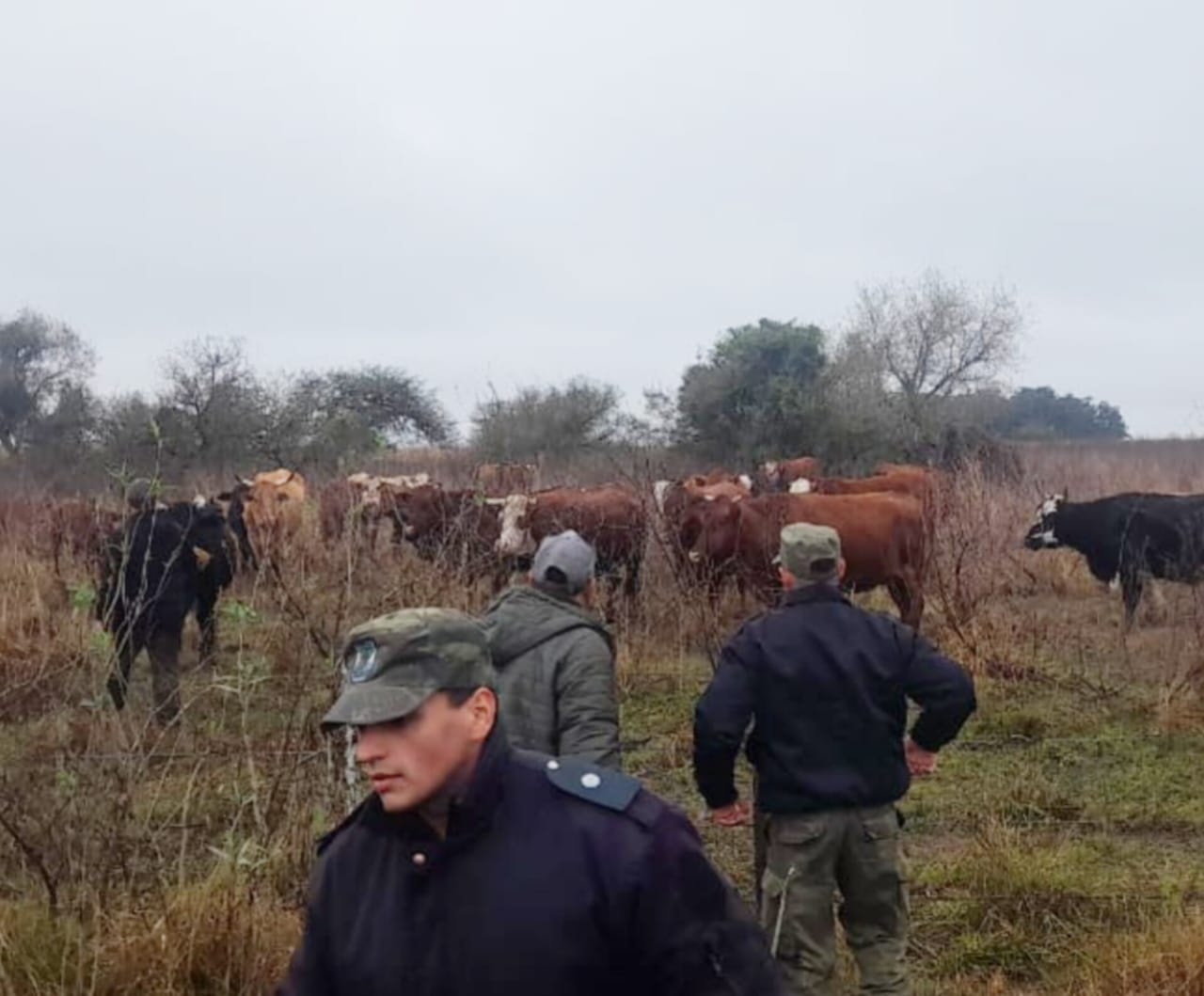 ESQUINA :  La Polic&iacute;a recuper&oacute; animales vacunos que se encontraban perdidos