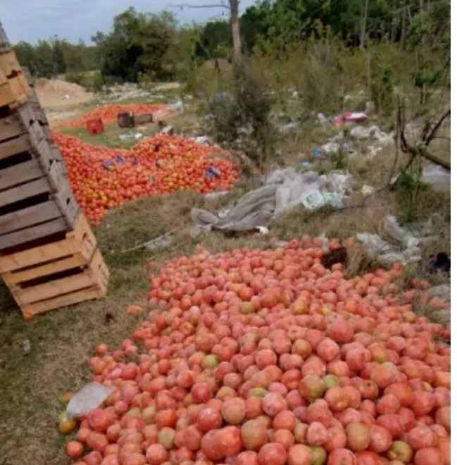 Productores de tomates en crisis : 