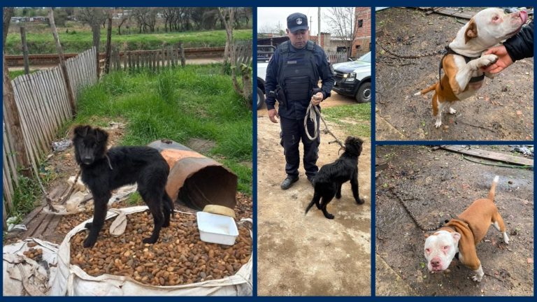 Ordenaron el rescate y traslado a un refugio de dos perros ante un presunto caso de maltrato animal