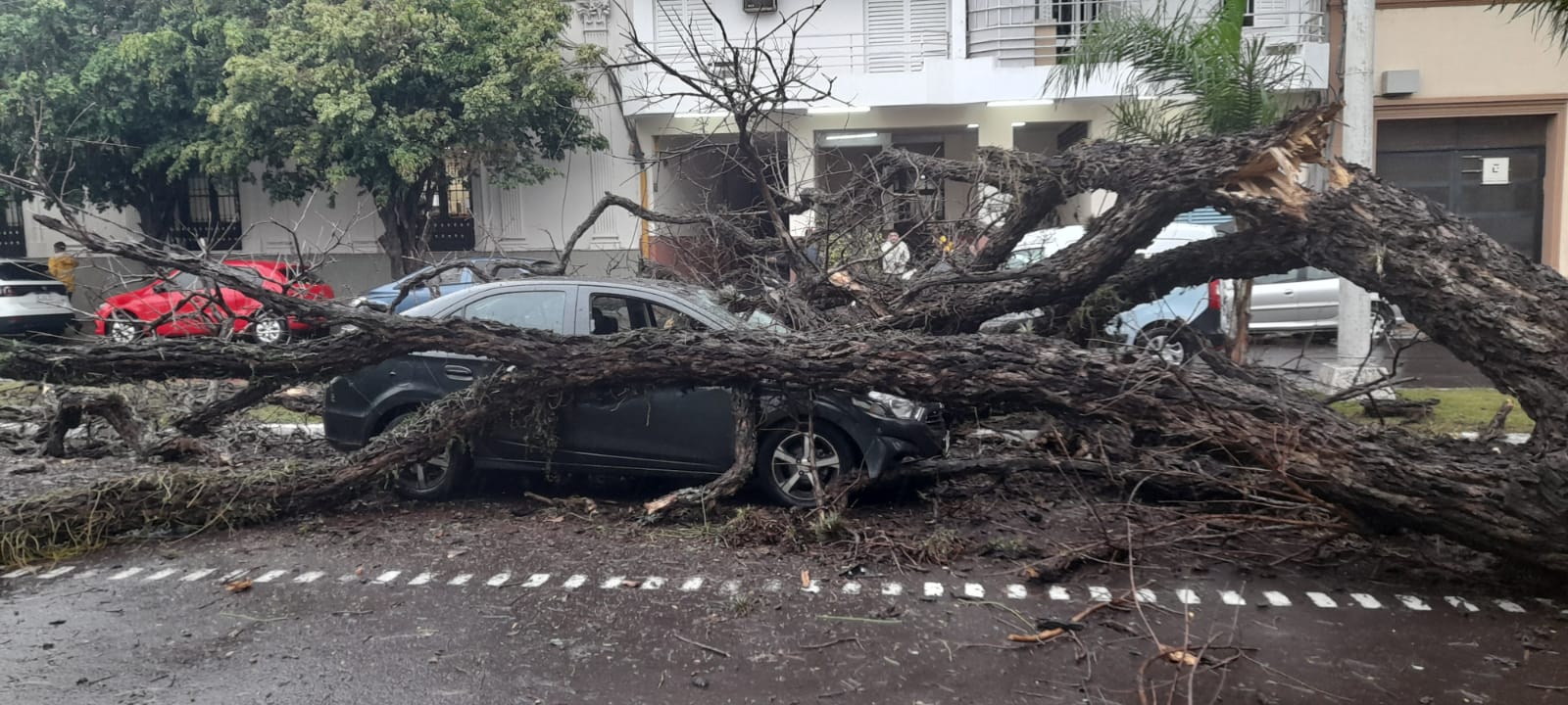 Casi una tragedia: Un &aacute;rbol cay&oacute; sobre un veh&iacute;culo que circulaba por Av. Juan De Vera 
