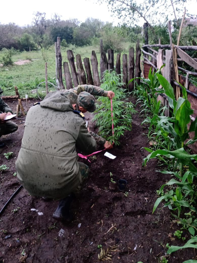 San Roque: En un allanamiento recuperaron un animal equino y hallaron 19 plantas de marihuana 