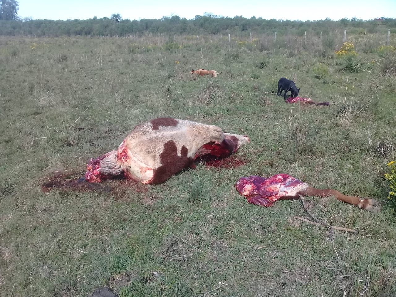 PASO DE LOS LIBRES Aprehendieron  a dos hombres y secuestr&oacute; un bovino faenado