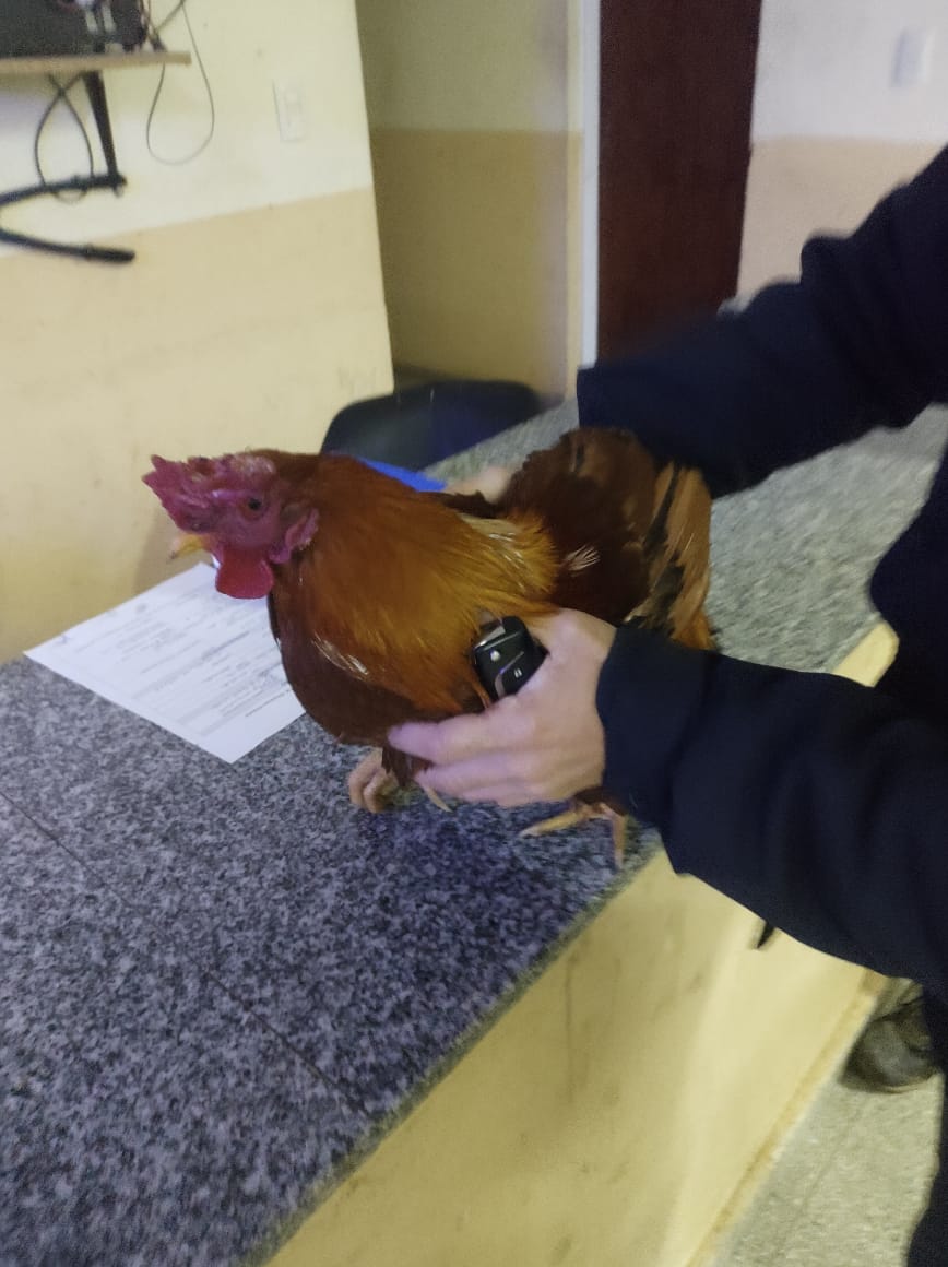 Dos j&oacute;venes fueron detenidos con un gallo de ri&ntilde;a 