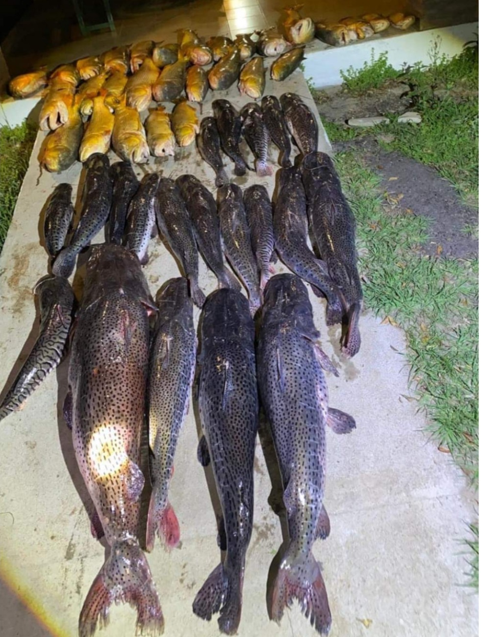 Gendarmer&iacute;a secuestr&oacute; una tonelada de pescado 