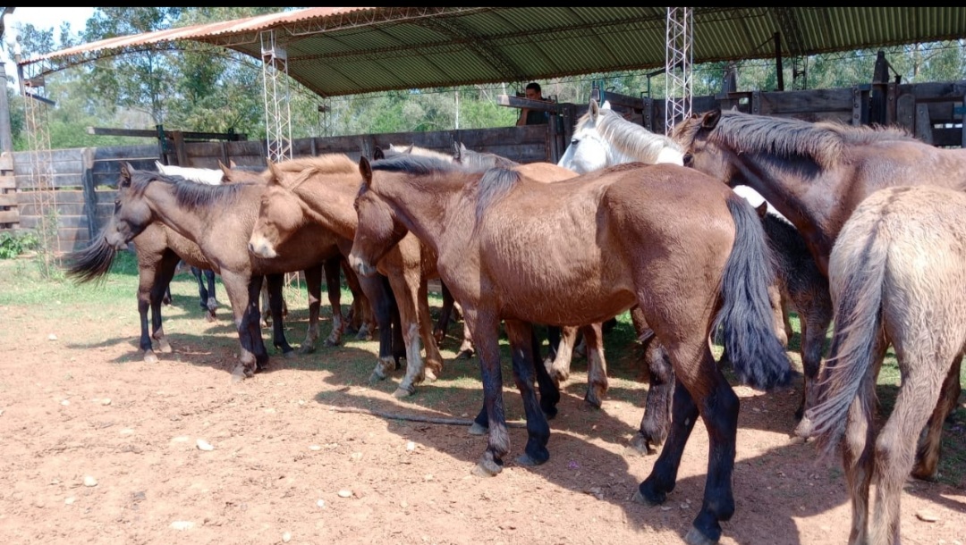 SANTO TOME:  Secuestraron 19 animales equinos de origen desconocido los cuales eran trasladados en un cami&oacute;n  