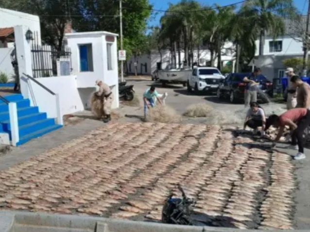 Esquina: Decomisaron 2900 kilos de s&aacute;balo 