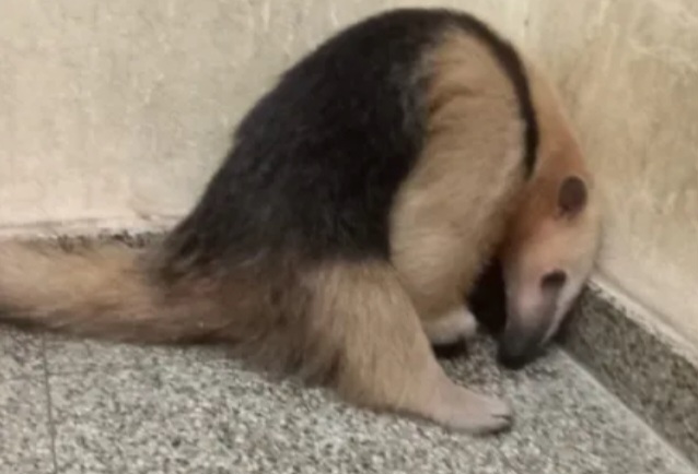 COMISARIA DECIMO OCTAVA :La Polic&iacute;a puso en resguardo a un oso melero