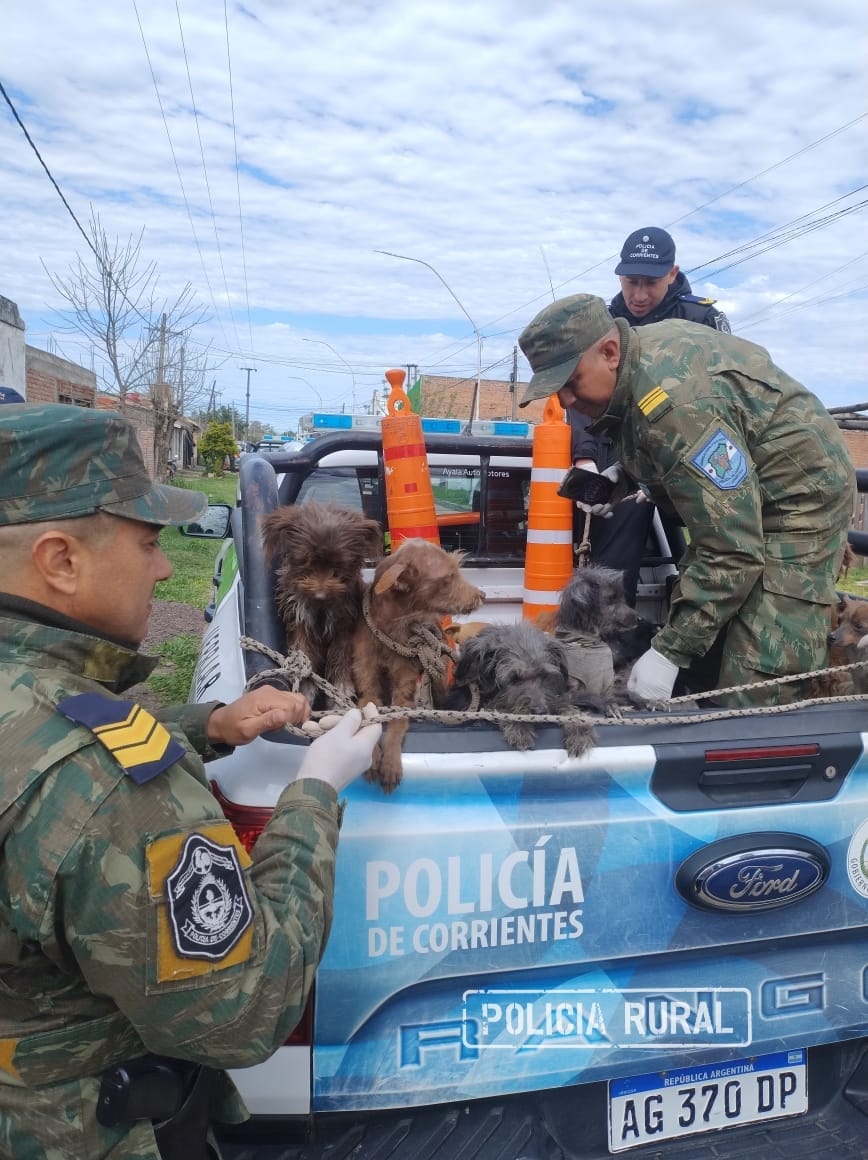 GOYA: Tras un eficaz trabajo en conjunto, la Polic&iacute;a diligenciando una orden de allanamiento, rescat&oacute; a varios animales en situaci&oacute;n de abandono