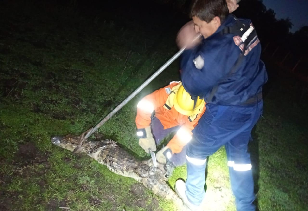 BERON DE ASTRADA La Polic&iacute;a, tras una r&aacute;pido accionar en conjunto rescato a un yacar&eacute; y luego lo reubico en su habitad natural