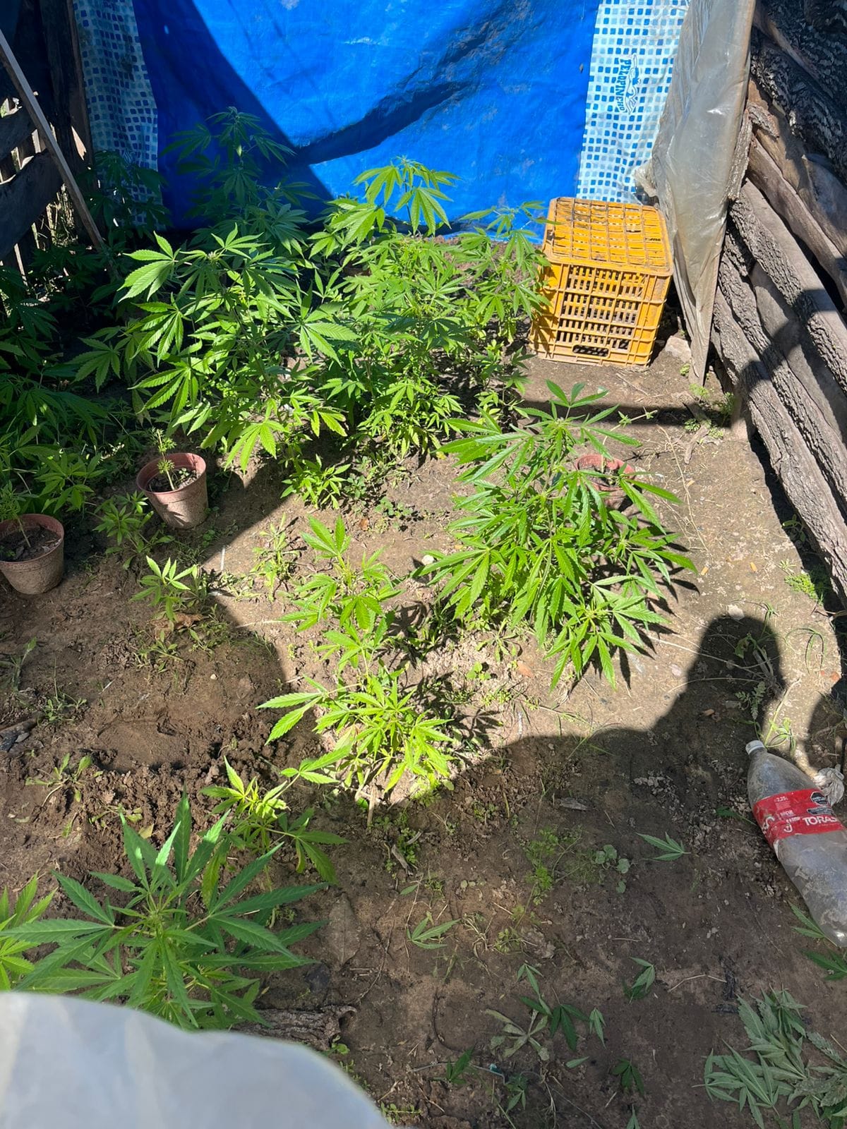 SALADAS: Allanaron un domicilio por el robo de un celular y encontraron 62 plantas de marihuana