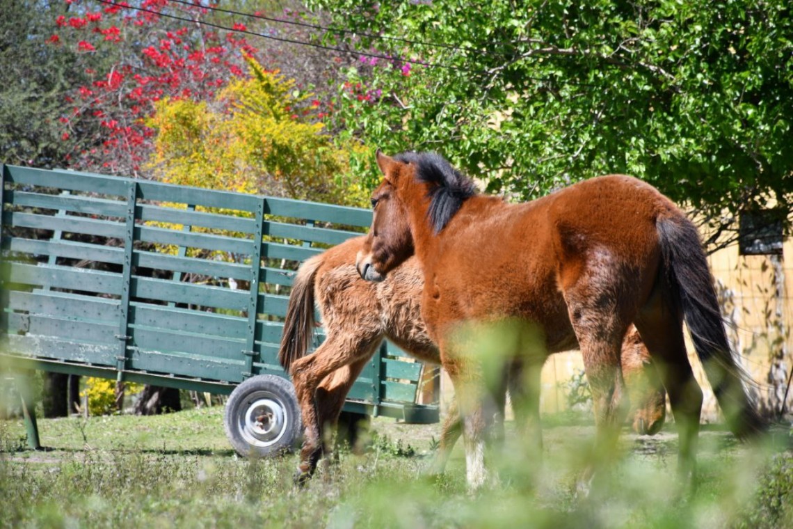 Bienestar animal: m&aacute;s de 700 caballos ya fueron liberados por la Municipalidad