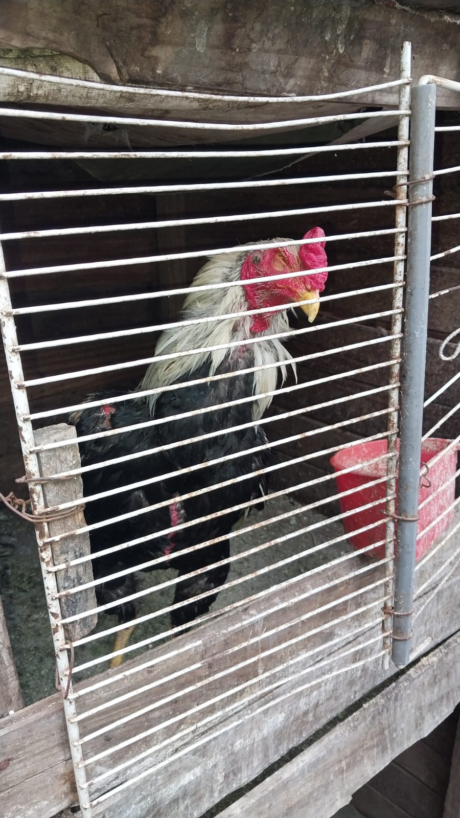 Tras un allanamiento realizados, la Polic&iacute;a secuestr&oacute; 30 aves de corral
