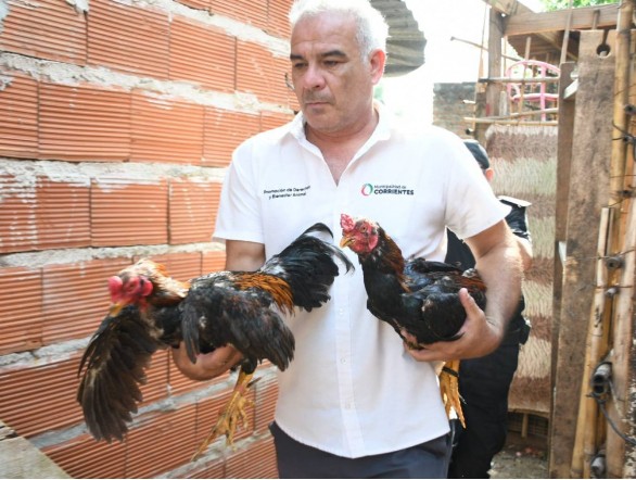 Bienestar animal: se rescataron m&aacute;s de 165 gallos de ri&ntilde;a