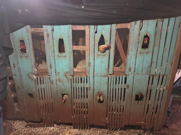 GOBERNADOR VIRASORO: La Polic&iacute;a diligenci&oacute; cuatro ordenes de allanamientos y secuestr&oacute; un importante n&uacute;mero de cosas, entre ellos, celulares, notebooks, motocicletas, armas de fuego, estupefacientes y 15 gallos