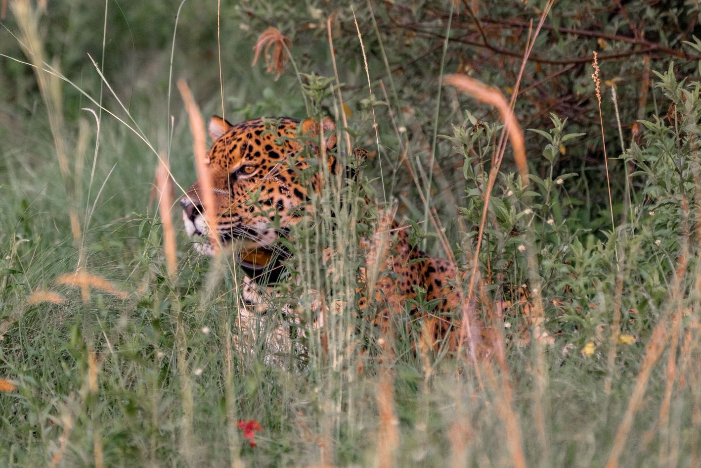 Con la reintroducci&oacute;n del yaguaret&eacute; al Iber&aacute;, evidencian impacto positivo en ese ecosistema