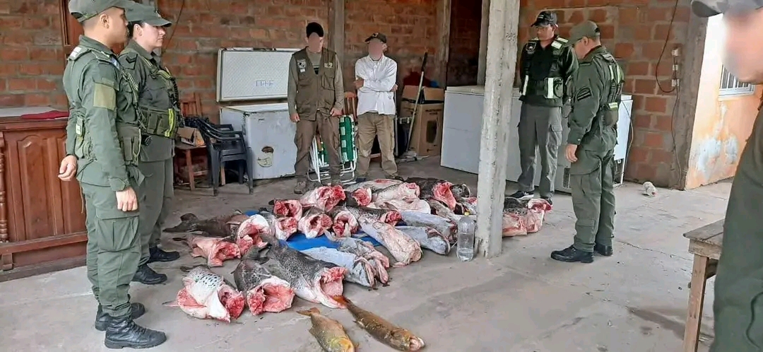 Gendarmer&iacute;a secuestr&oacute; m&aacute;s de 300 kg de pescado en un inmueble