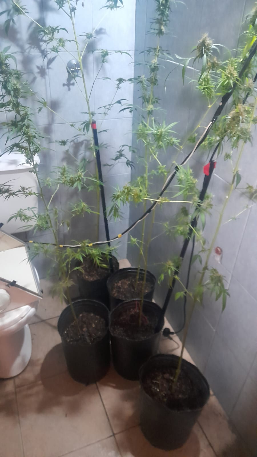 La Polic&iacute;a secuestr&oacute; cinco plantines de Marihuana en el interior de un alquiler