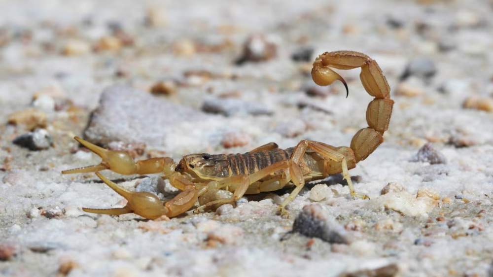 Alacranes : Cuiados ante una picadura 