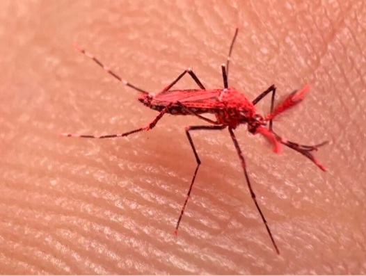 &iquest;Que son los mosquitos rojos? 