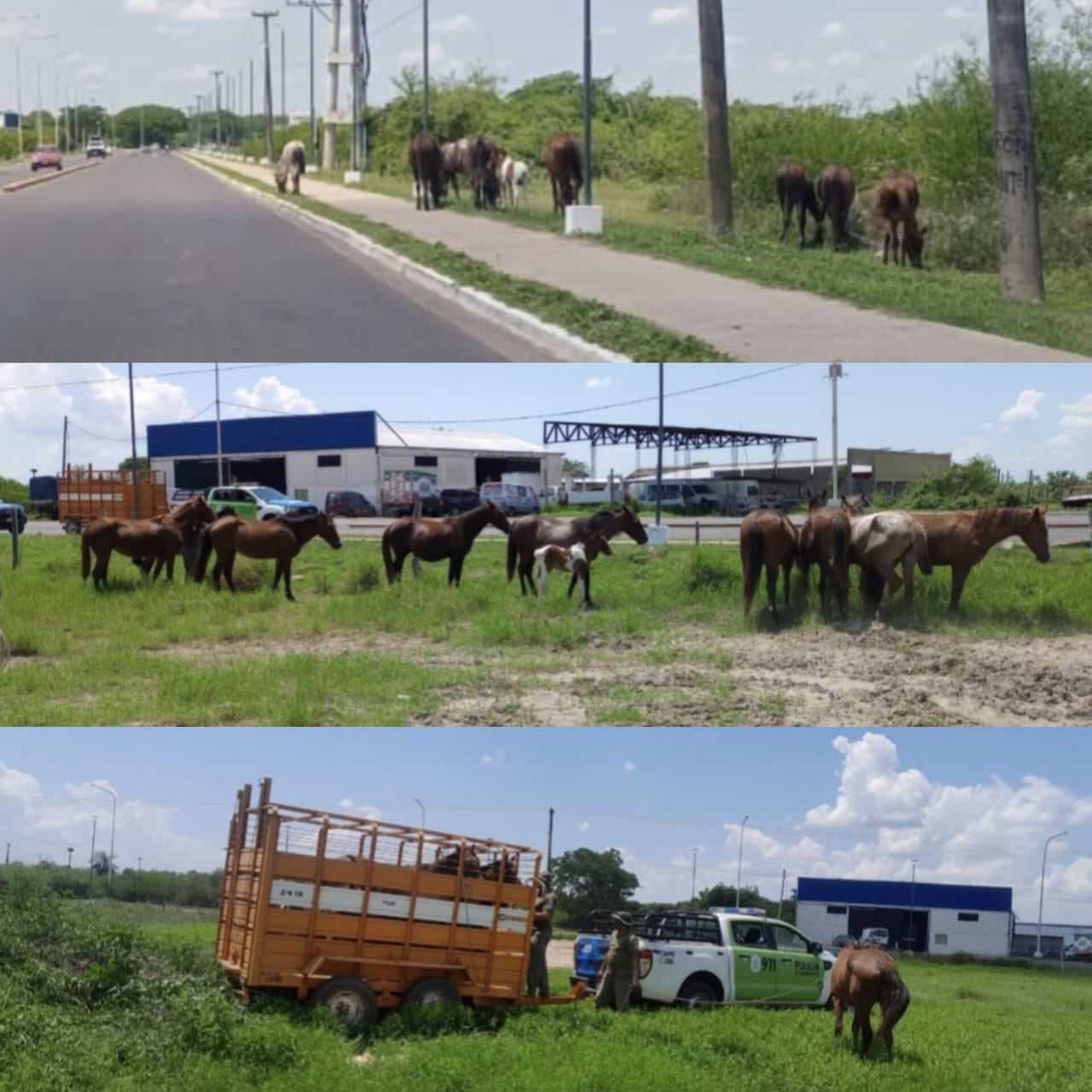 La Polic&iacute;a secuestro ocho equinos que se encontraban sueltos en la v&iacute;a p&uacute;blica