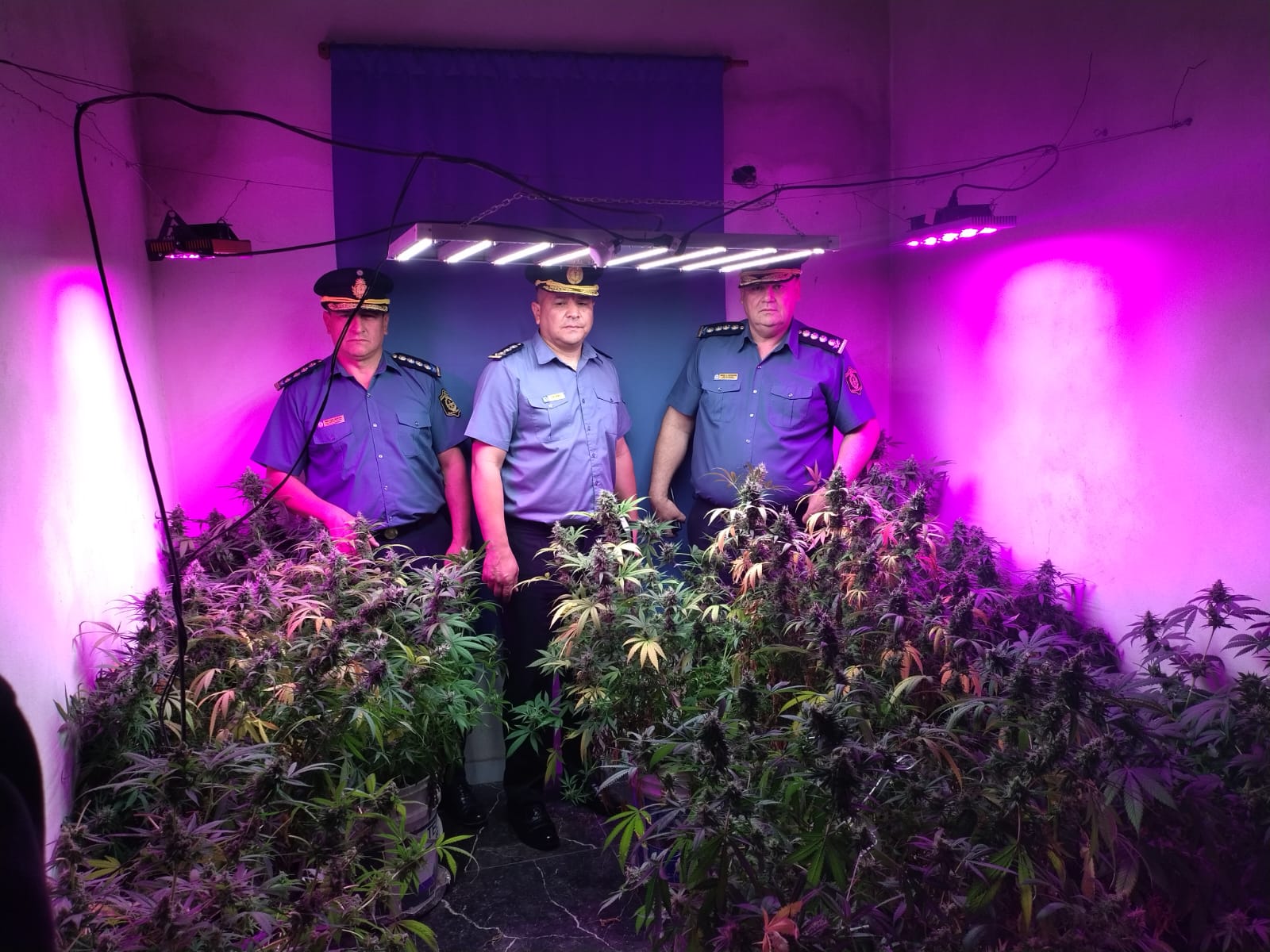 GOLPE AL NARCO MENUDEO: B&ordm; Juan XXIII, tras allanamiento se encontr&oacute; un invernadero de Marihuana adem&aacute;s de la detenci&oacute;n de un hombre con m&uacute;ltiples antecedentes policiales