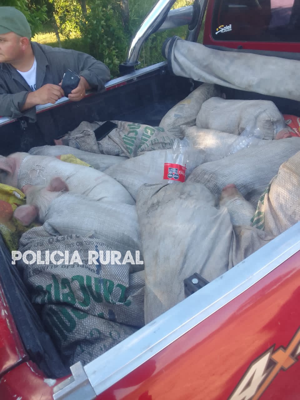 PRIAR SAN LUIS DEL PALMAR: En controles de prevenci&oacute;n, la Polic&iacute;a secuestr&oacute; 20 cerdos vivos trasportados en el interior de una camioneta
