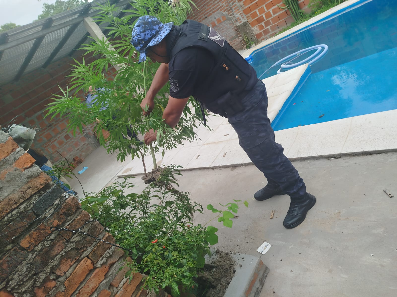 La Polic&iacute;a secuestr&oacute; tres plantines de marihuana hallados en el interior del patio de un domicilio