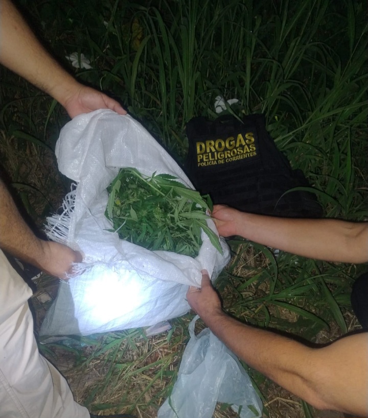 ZONA COSTERA DEL RIO PARANA: La Polic&iacute;a hallo y secuestro seis plantas de cannabis sanativa