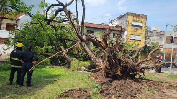 Milagro en pleno centro : Un &aacute;rbol aplast&oacute; un auto con su conductora dentro, sali&oacute; ilesa 