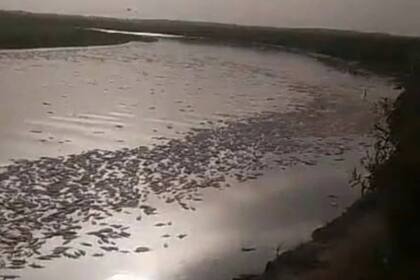 Alarma en Tucum&aacute;n y Santiago del Estero: aparecieron millones de peces muertos a lo largo del r&iacute;o Sal&iacute;