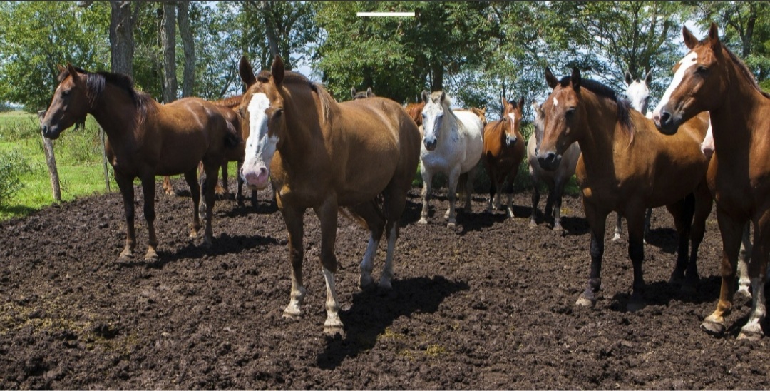 Medidas sanitarias de contención y control ante brotes de Encefalomielitis Equinas